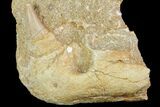 Fossil Mosasaur (Platecarpus) Jaw Section In Rock- Morocco #117043-1